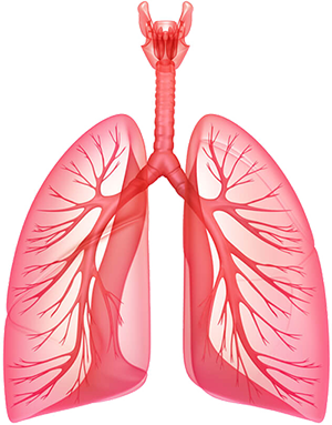 Pulmones