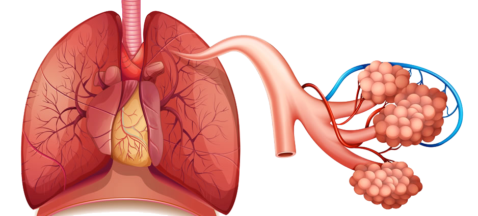 Pulmones